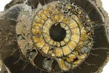 Cut & Polished Ammonite (Speetoniceras) Fossil With Druzy Pyrite #175077-9